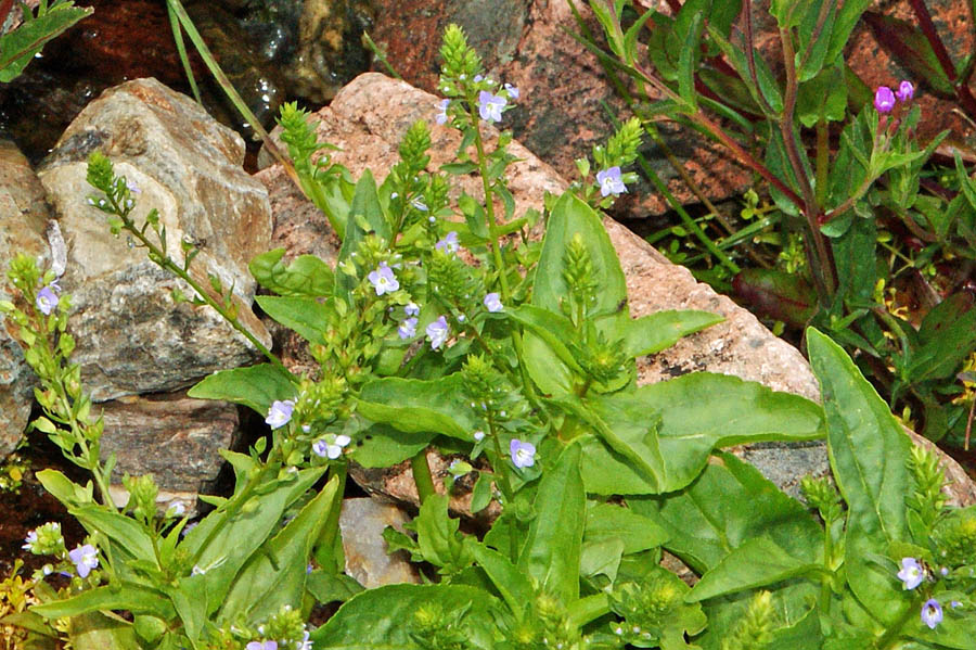 Veronica anagallis-aquatica